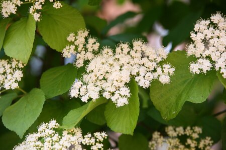 Flowers wood nature