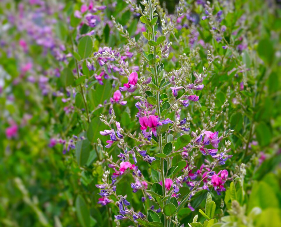 Flowers grass green