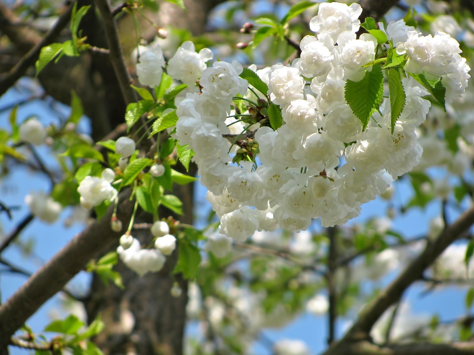 Spring nature white