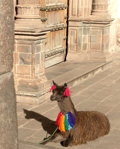 Inca cuzco peruvian