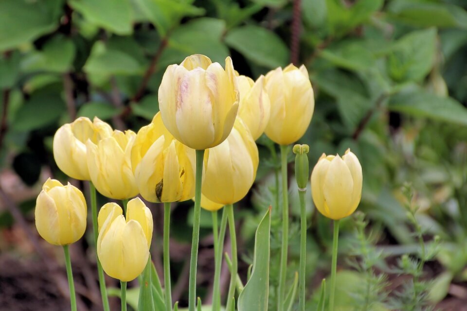 Yellow flowers spring