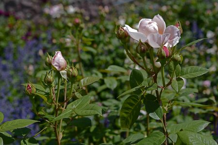 Floribunda fragrant beautiful photo