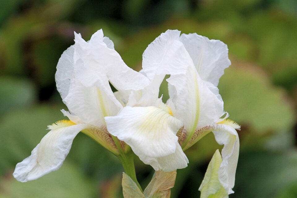 Blossomed flower spring