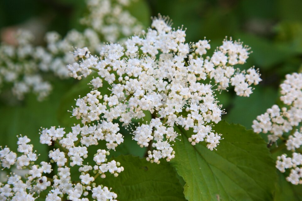 Flowers wood nature