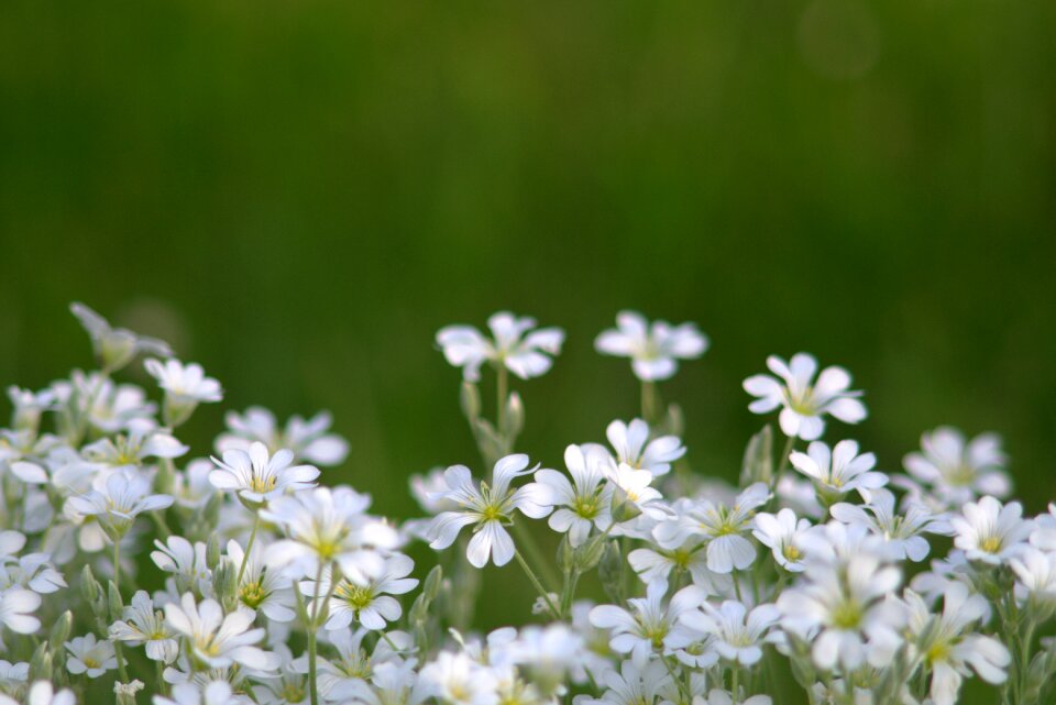 Cream delicate a lot