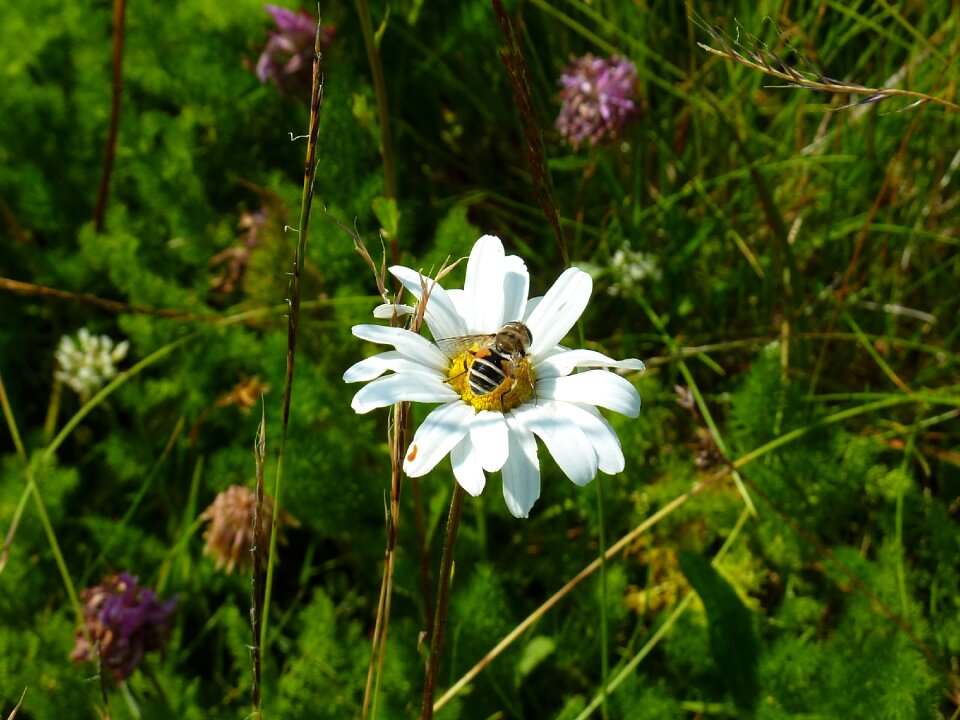 Forage pollen nature