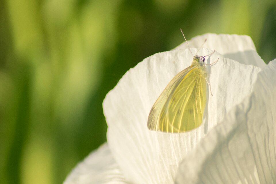 Nature macro field