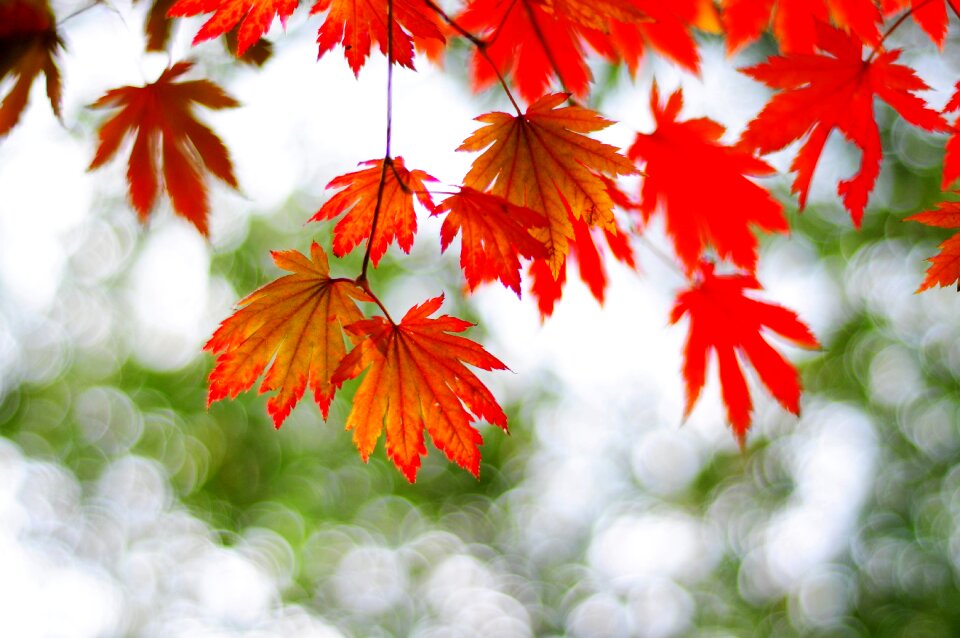 Red leaf background