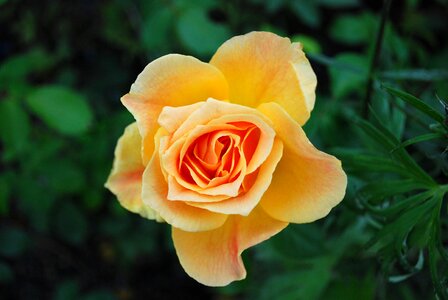Flower bloom joy of life