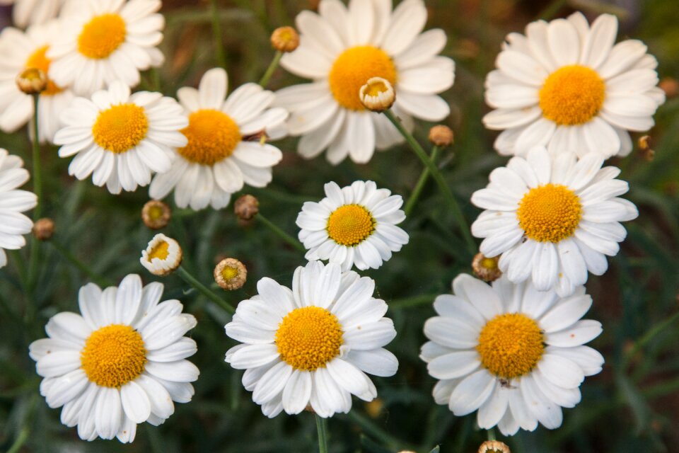 Flower summer floral