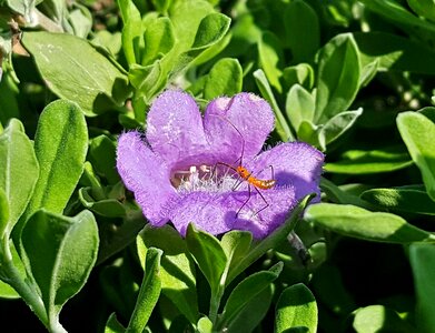 Insect sage texas sage photo