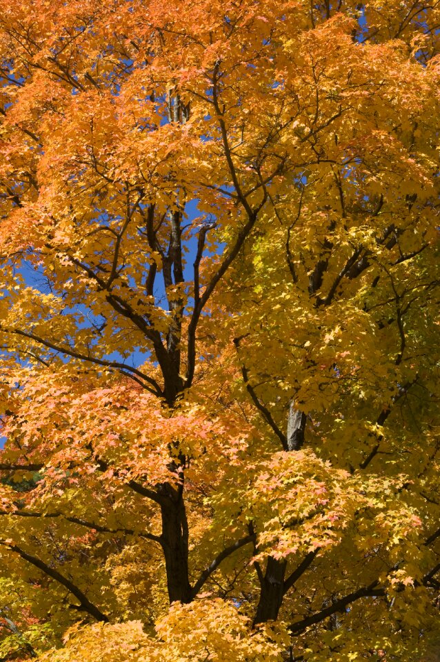 Fall colorful sunny