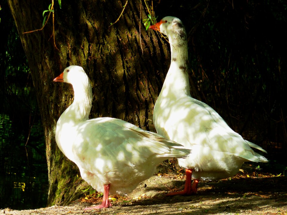 House-goose swan goose white