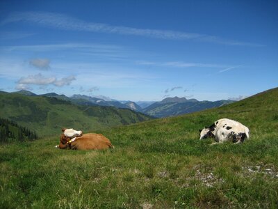 Alpine mountains alpine meadow photo