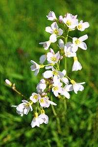 Wildflower flowers spring photo