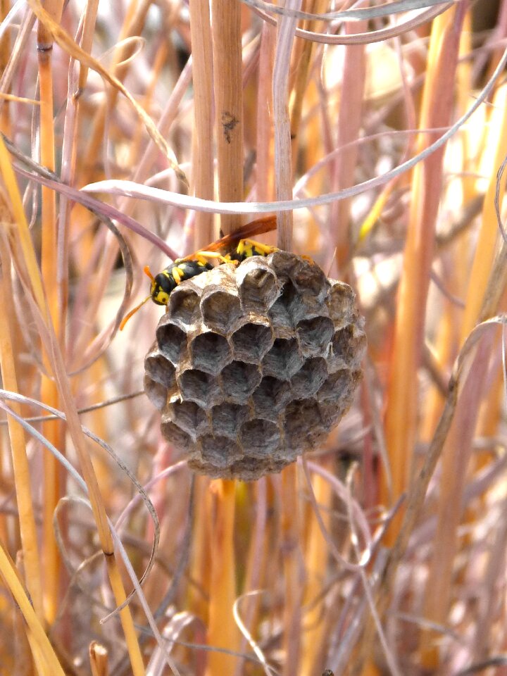 Hexagon natural architecture nest