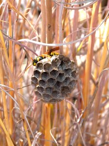 Hexagon natural architecture nest