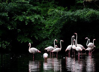 Wader bird pink nature photo