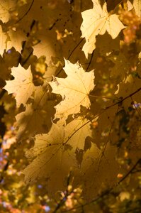 Trees foliage fall