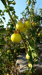 Agriculture fruits and vegetables