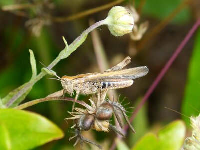 Tiny insect orthopteron photo