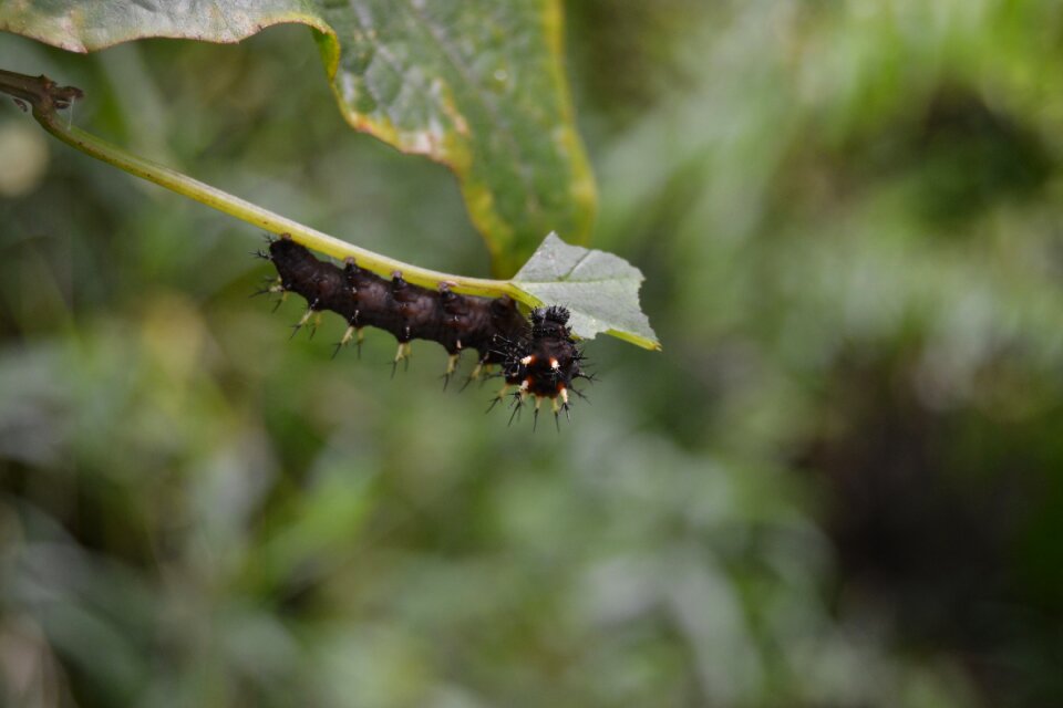 Black caterpillar moth insect