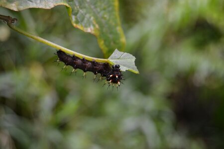Black caterpillar moth insect photo