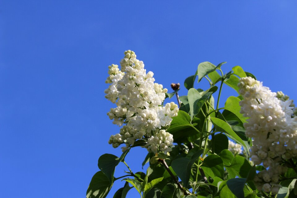 White spring white lilac