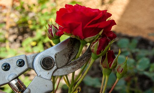 Size cut gardener