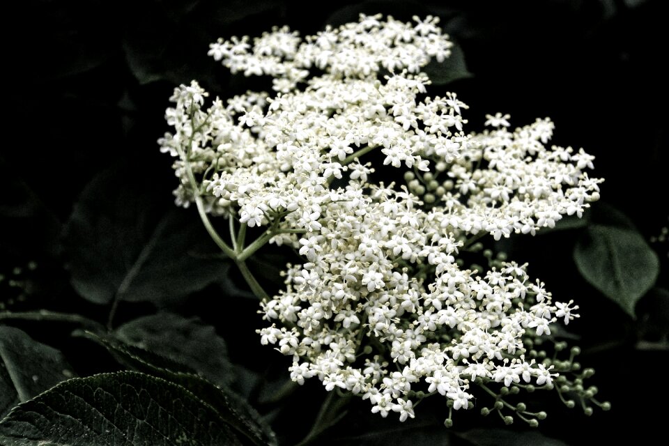 White holder bush inflorescences