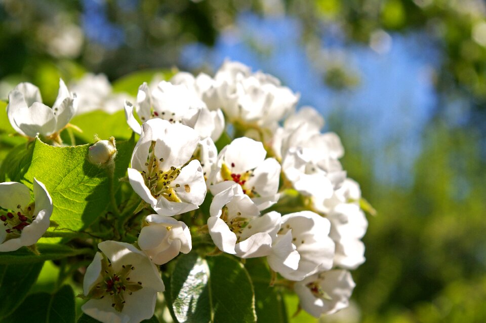 Flowers pear tree white flowers photo