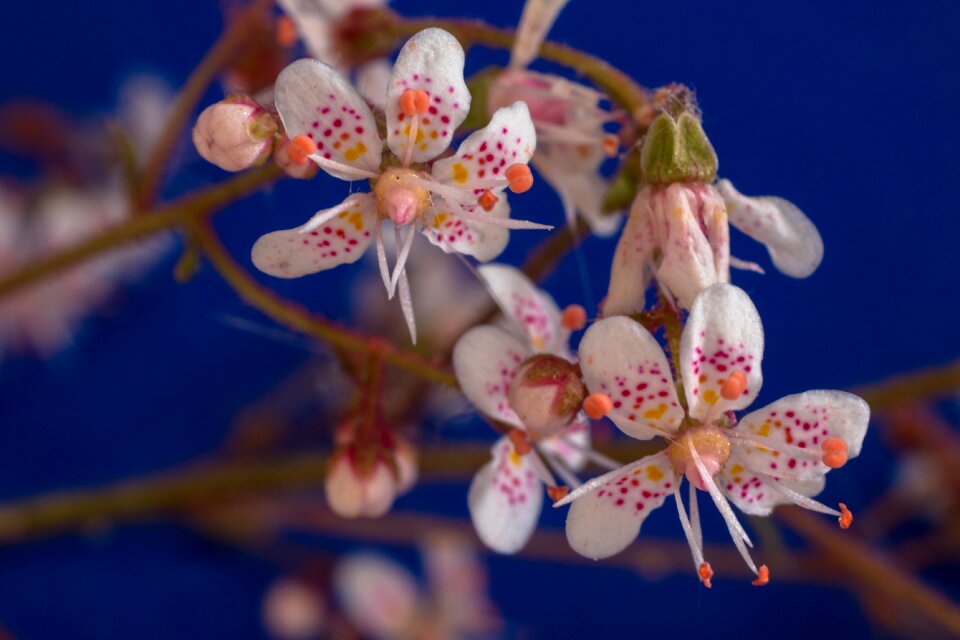 Small white small flower