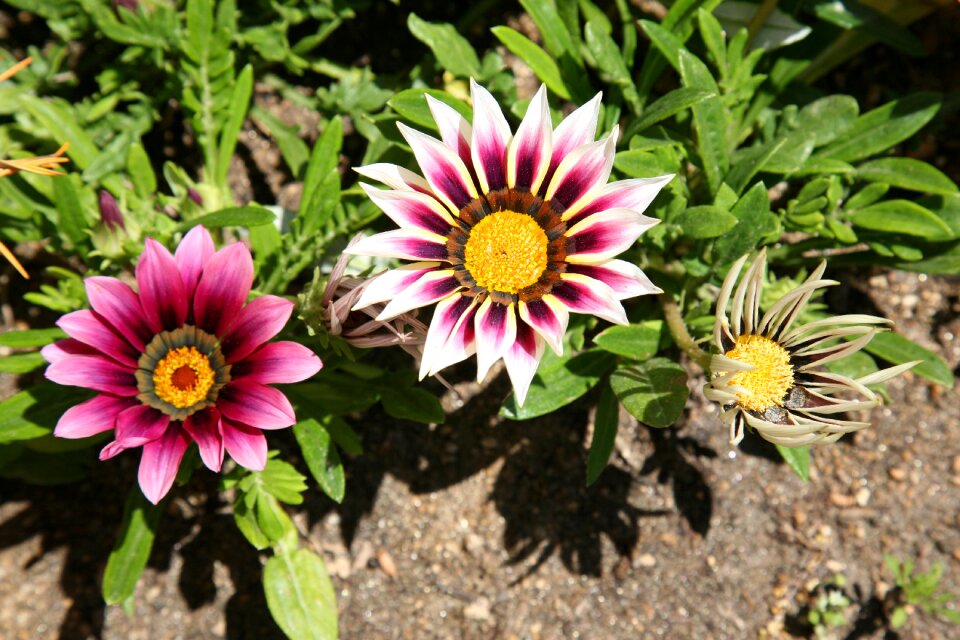 Plants nature dicotyledon