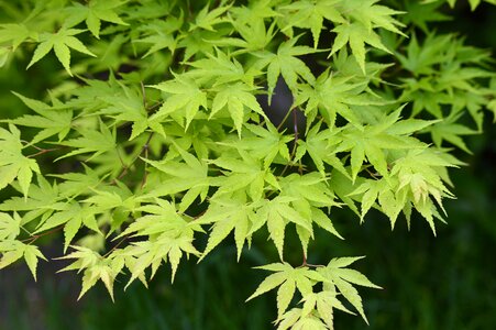 Maple leaves leaves maple