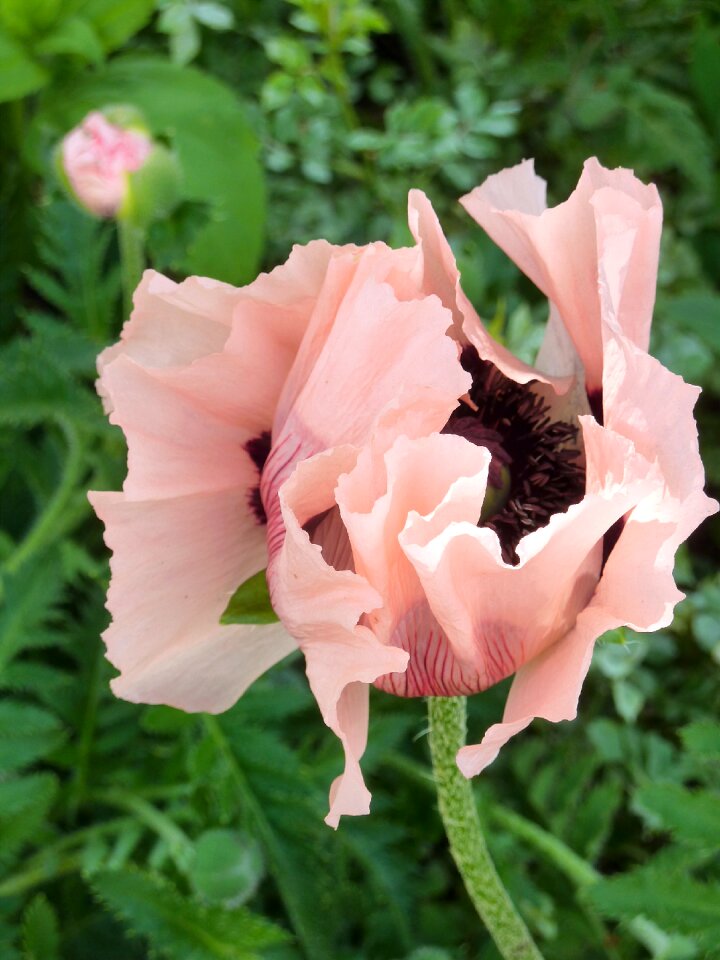 Poppy nature red