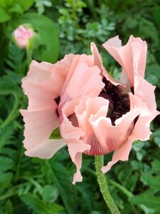 Poppy nature red