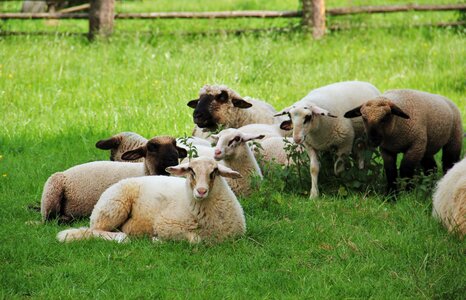 Animal children spring meadow