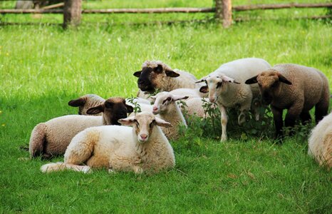 Animal children spring meadow photo