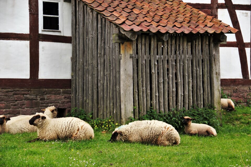 Timbered barn lunch break snooze