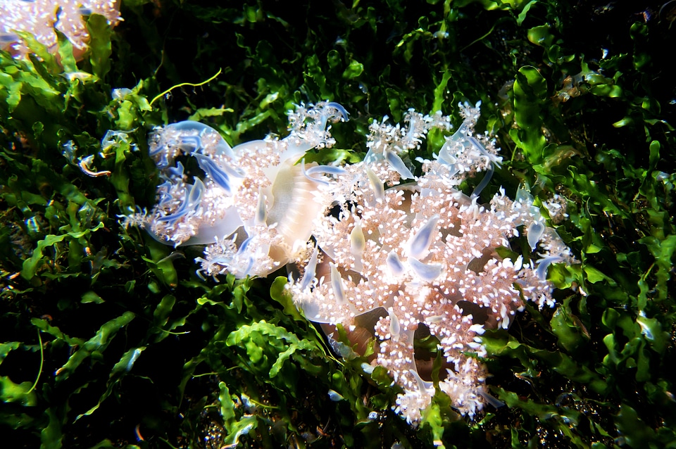Plant underwater green