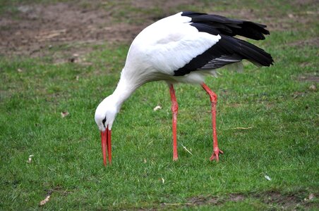 Bill stork legs white stork photo