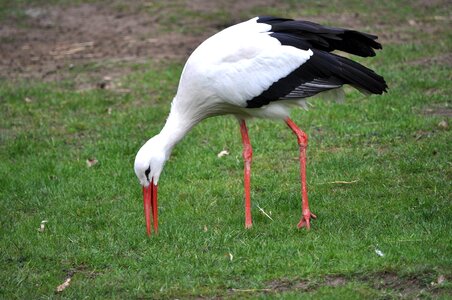 Bill stork legs white stork