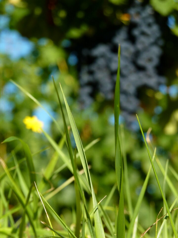 Field green spring photo