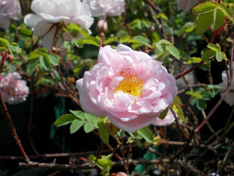 Rose wild rose hybrid flower