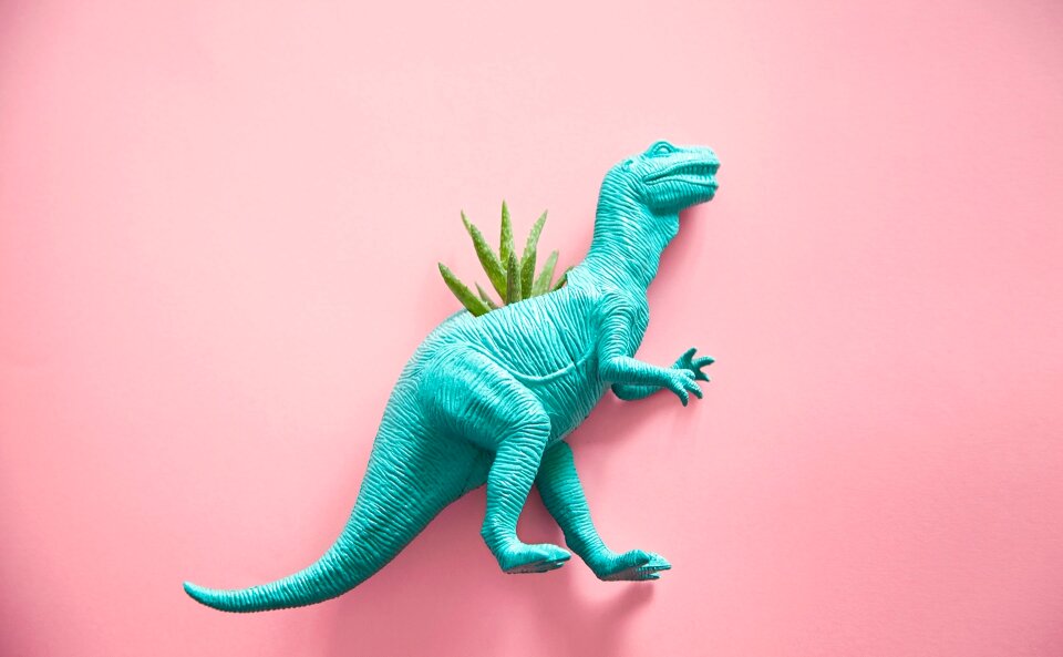 Cactus succulent