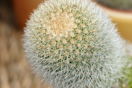 Prickly thorns flower photo