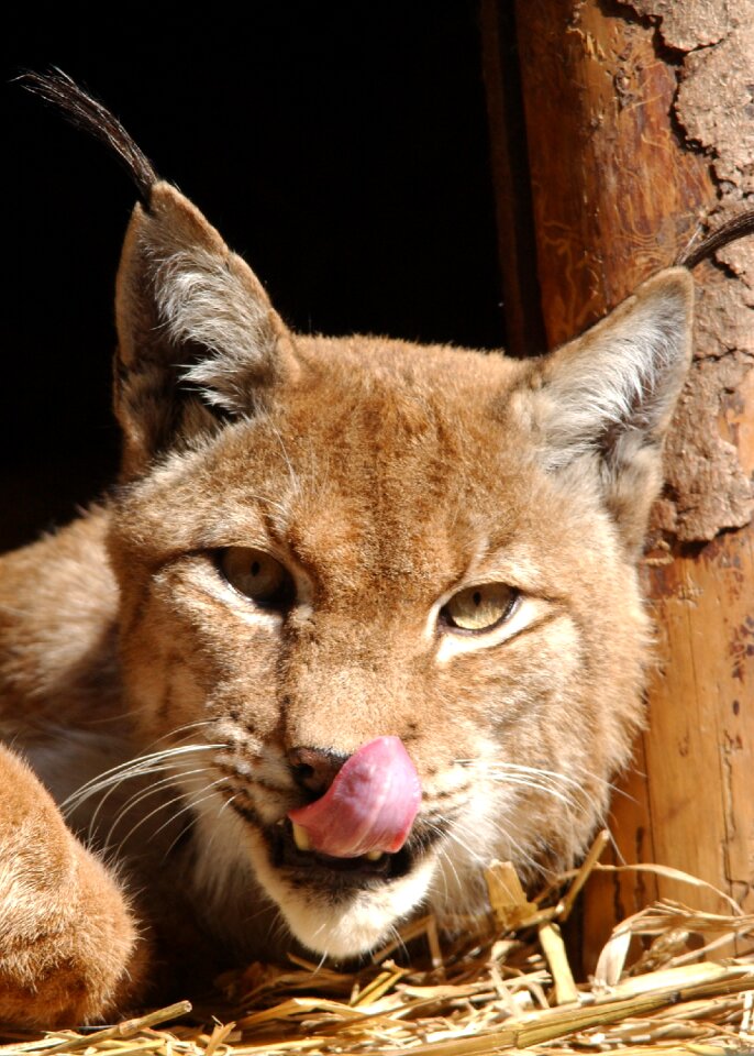 Lynx cat nature