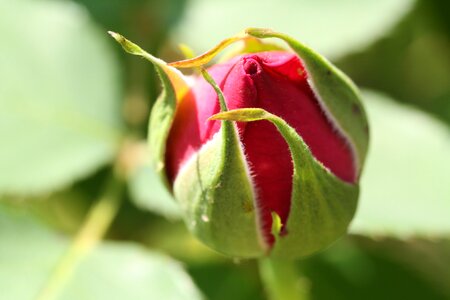 Bud flowering red petals