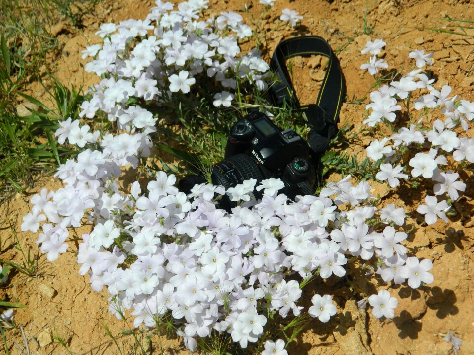 Machine flax-weed wild