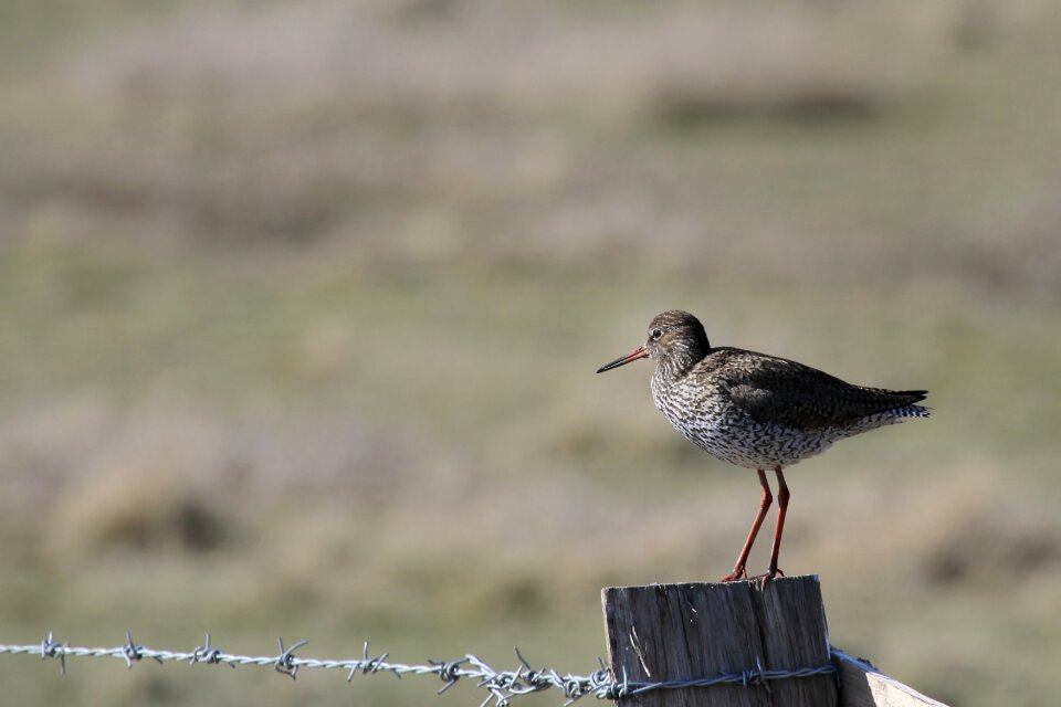 Redshank seevogel nordfriesland
